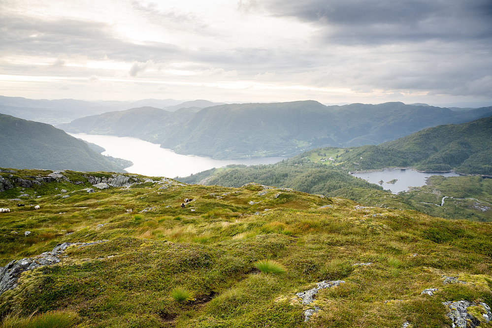 Utsikt fra Krånipa NV mot Sørfjorden/Osterøy