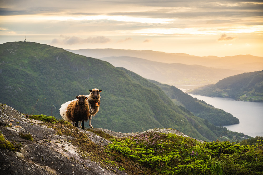 Et par nyskjerrige sauer på vei ned igjen mot Skulstad. Trengereidhotten og Sørfjorden i bakgrunnen