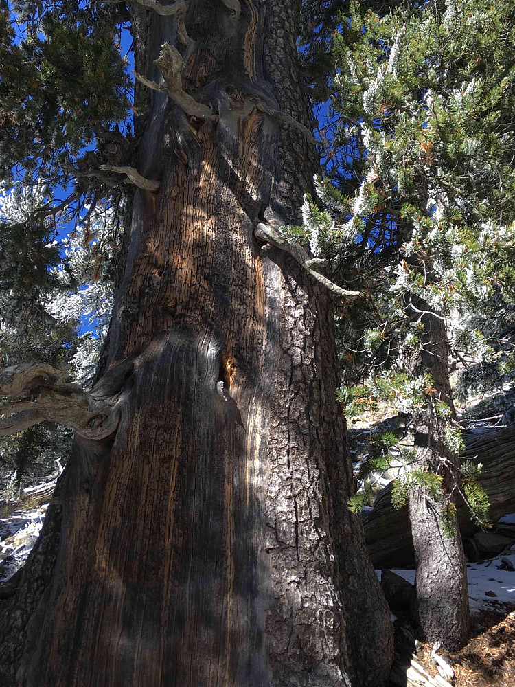 Den øverste skogen var Bristelcone Pine, som kan bli over 5000 år - verdens eldste tre. Ganske stilige!