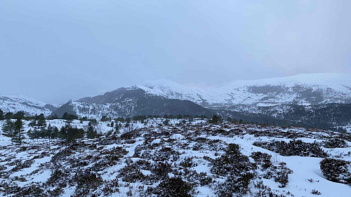 Gyrinakken frå Heida