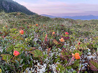 kobbenes_20240728_66a6ba8ab9a24.jpg