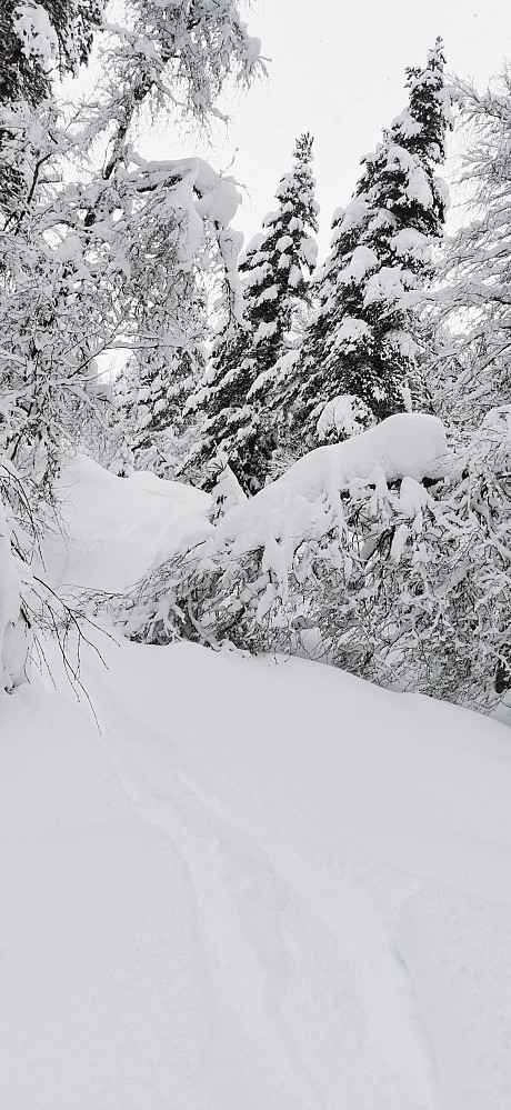Flott vintereventyr når snøen får ligge på trea.