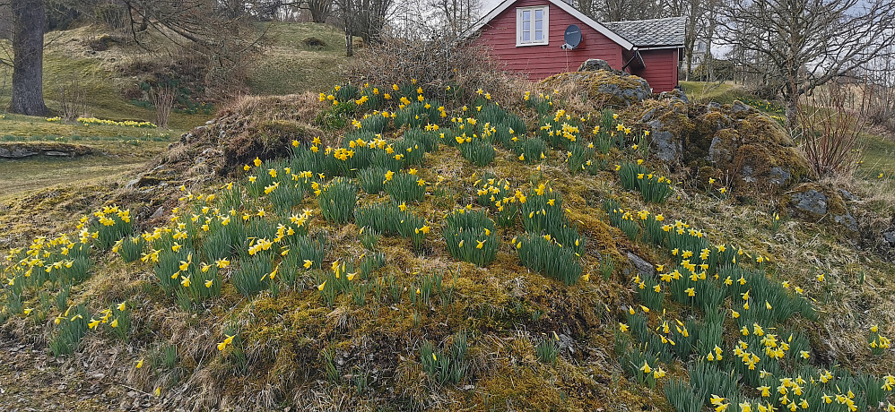 Hærleg fint å sette pris på våren ute ved kysten! Når ein ellers bur i eit snørike heime i Jølster. Våren er så vidt starta nede ved Jølstravatnet. Kjekt med begge muligheter! :) 