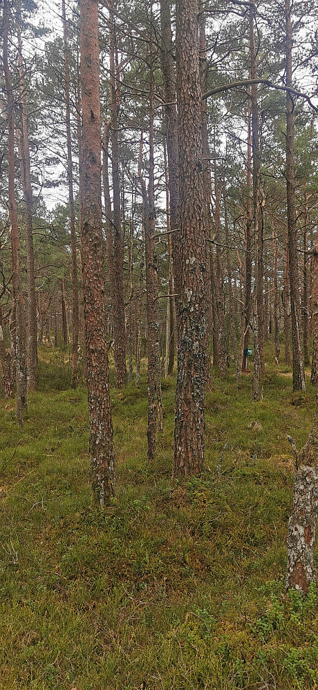 Skogstopp!