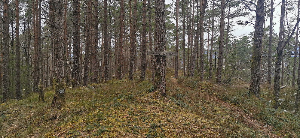  Ein skogstopp!