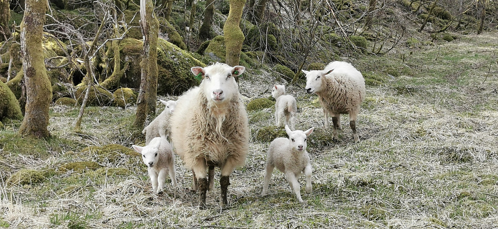 Tid til å nyte familie idyllen og dei søte og leikne små lamma. :) 