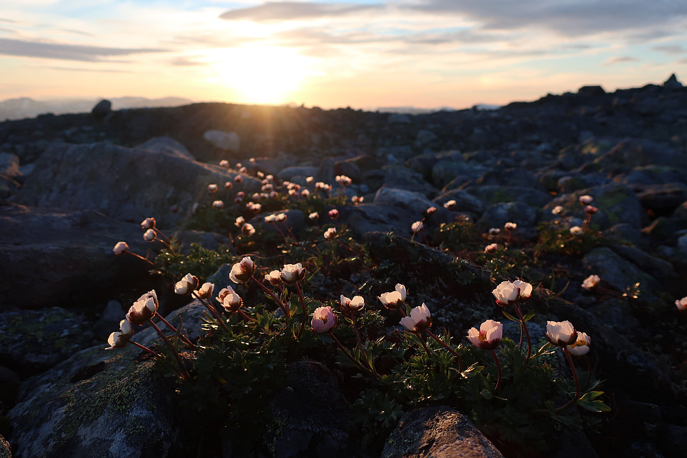 Isoleia blomstra aldeles nydelig og for eit skue i solnedgangen.