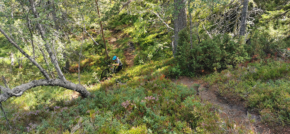 Roholtfjellet er også fin som eit sykkelmål! :)  