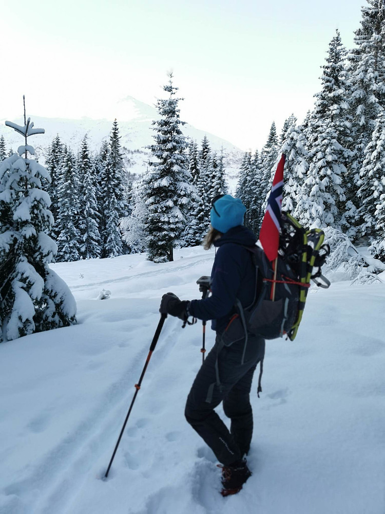 Så nydelig med snø på trea og det er høgtidsdag med vårt flagg.