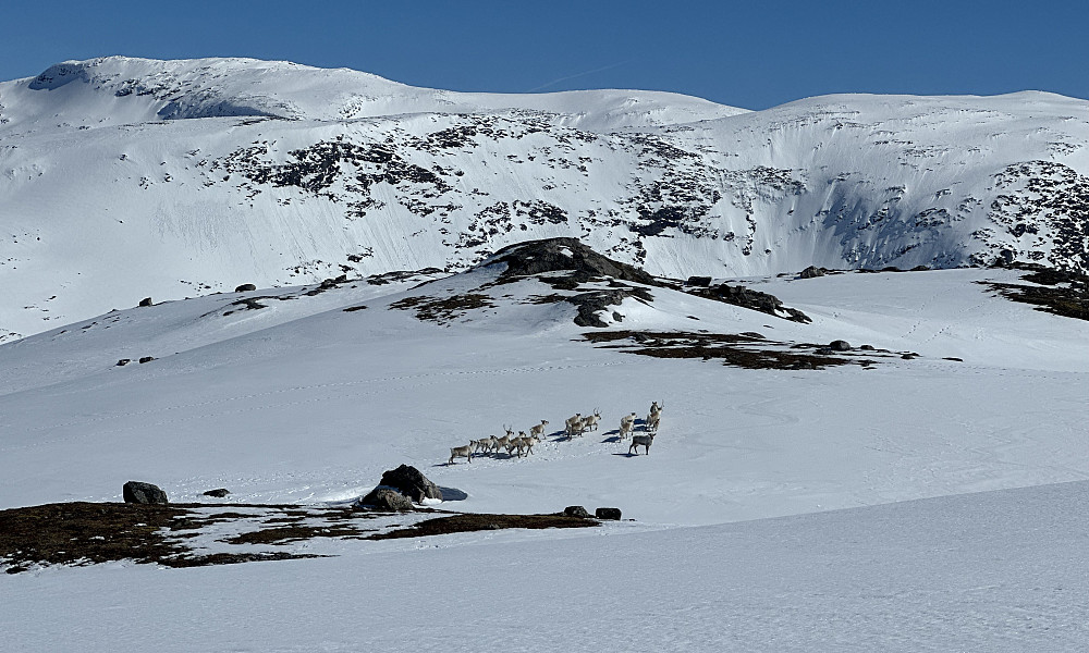 Ifrå Blåfjellet