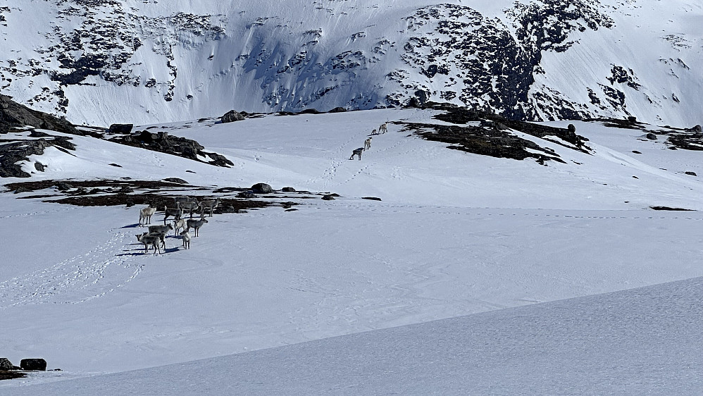 Kalven i sikkerheit