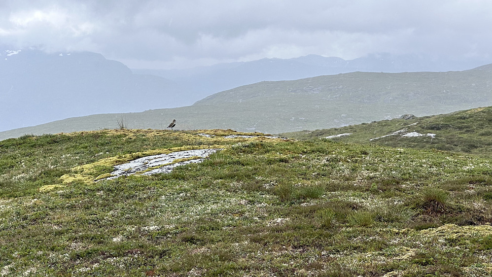 Ifrå Stølsfjellet