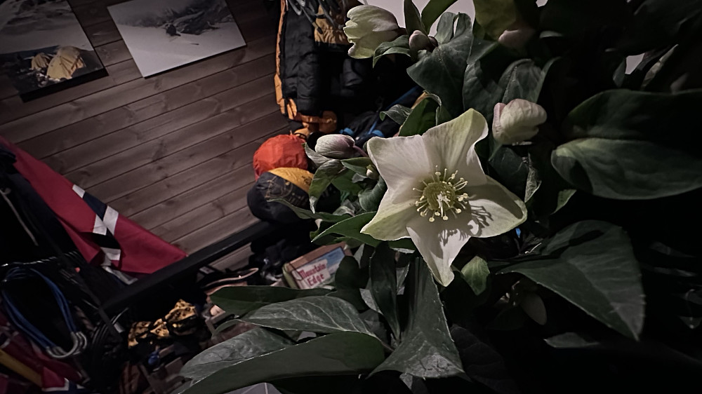 Julerosa måtte eg berre kjøpe! Den minner meg sånn om Issoleia og alle dei fine fjell øyeblikka når den blomstrer som aller finast i høgfjellet. :)  