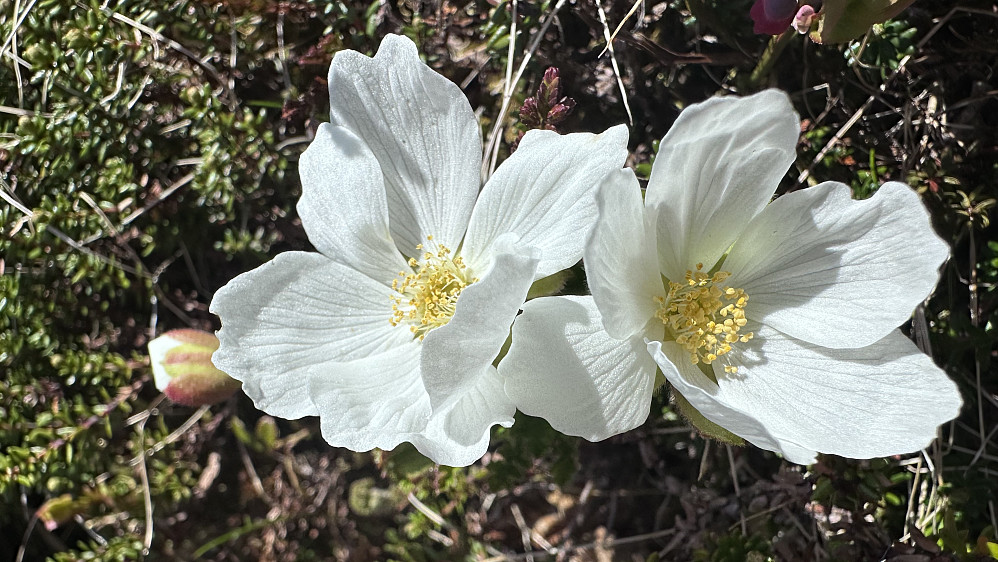 Molteblomsten er utruleg frodig! :)