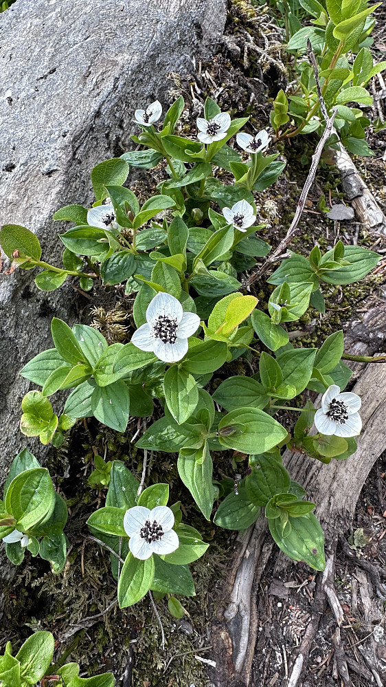 Skrubbær/Cornus suecica - Kaffeblomst i mitt minne! 