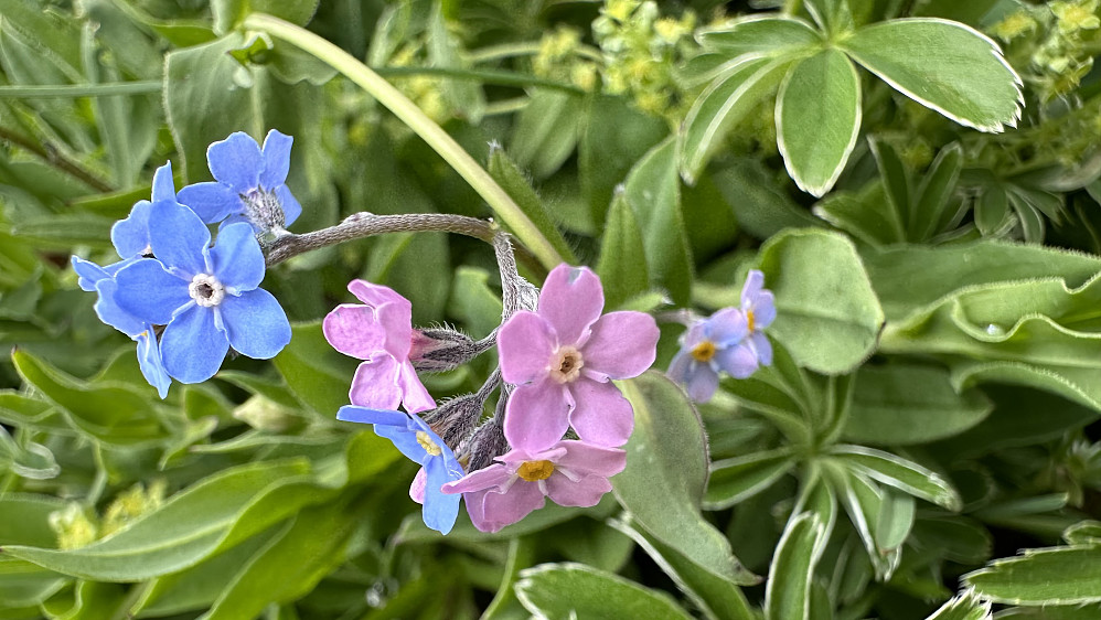 Forglem meg ei! Første gang eg har sett i rosa utgave! :)