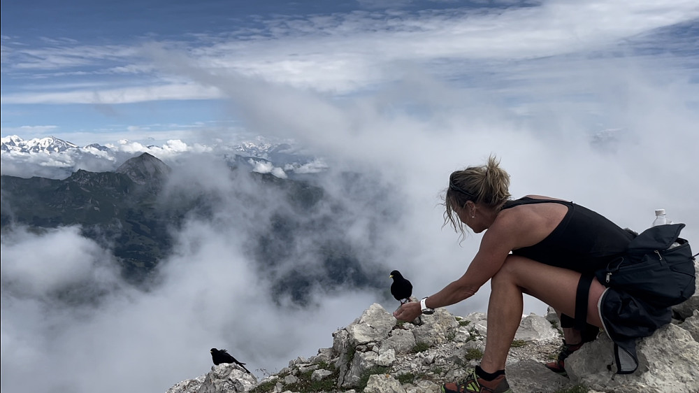 Digger roen på toppen av La Tournett 2351 moh med fuglane & skuet av minna av bestigninga av Mont Blanc