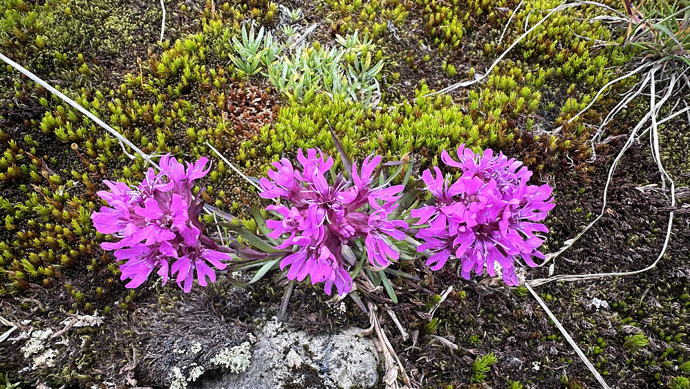 Fjellets blomst på denne turen! :)