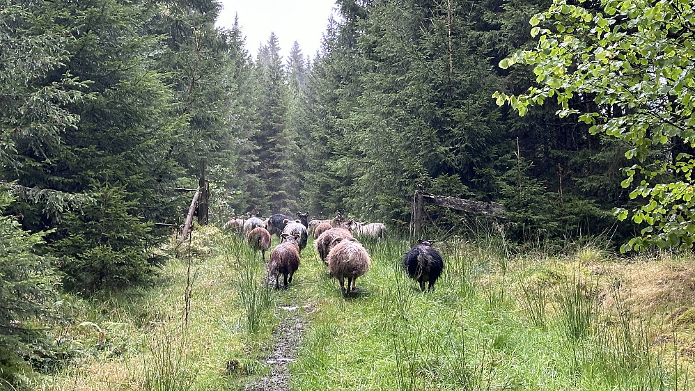 På frifot!