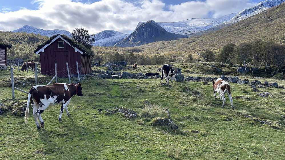 Sæter idyll! 