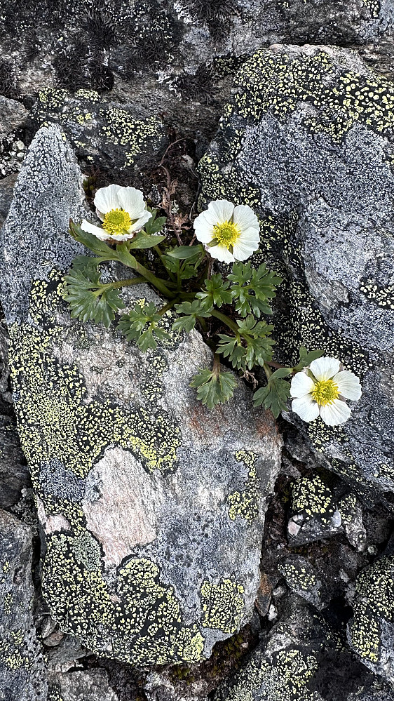 Tid til å nyte dei