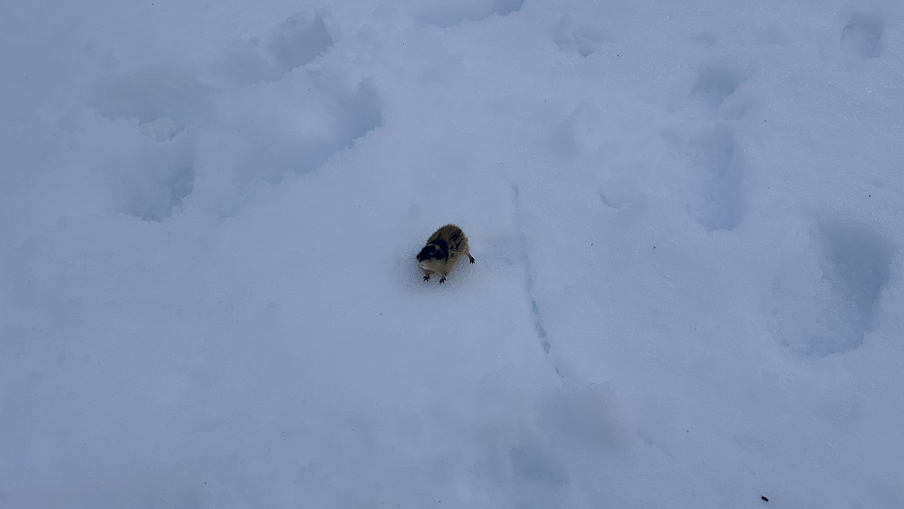 Ein hissig kar kom plutseleg ifrå intet!