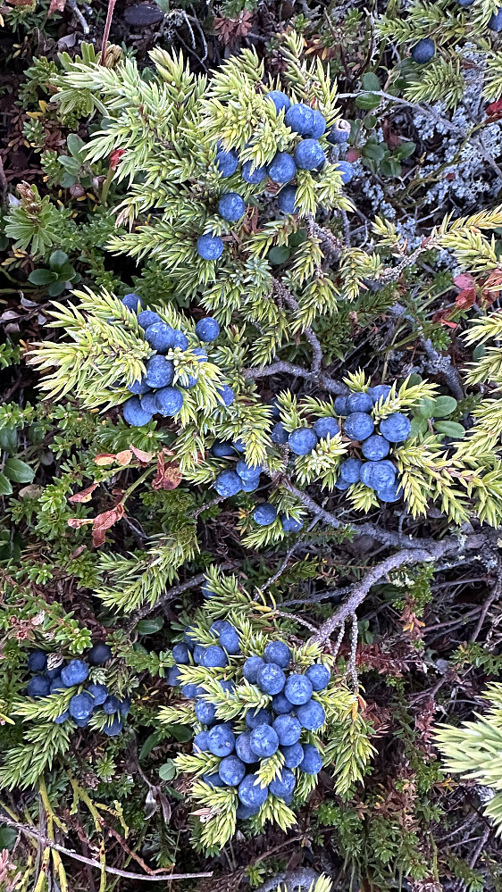 Mykje å hauste i naturen! 