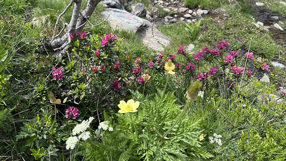 Rik blomsterflora