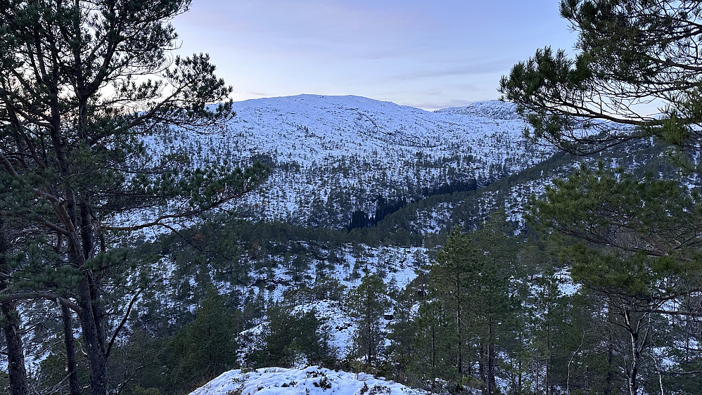 Litt utsikt ifrå skogs topp! :)