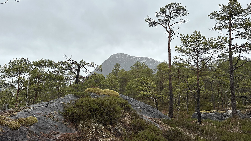Halvgjerda