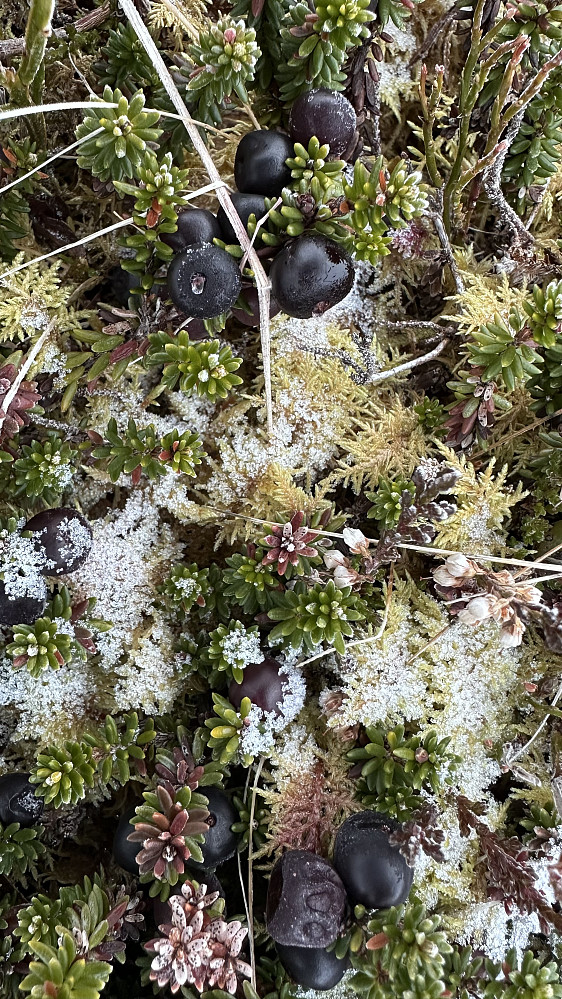 Haustens krekling står fint i kontrast av rimfrost og snø. 