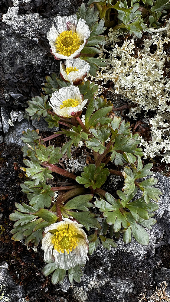 Issoleia blomstrer på Kvannebakknova