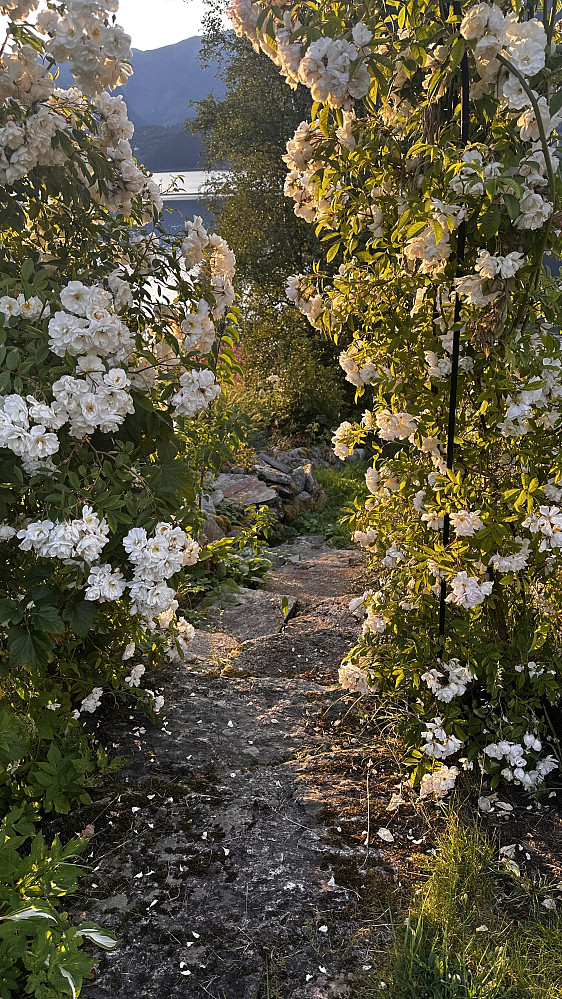 Fint å kunne nyte rosene som ikkje har regna vekk dette året!