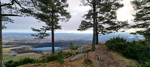 Gråmagan