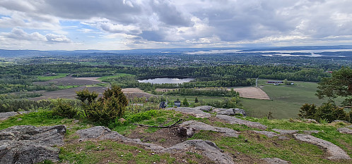 Gråmagan