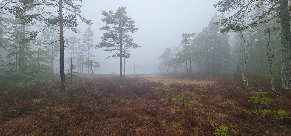 Det må ikke være sol for å gjøre naturen vakker