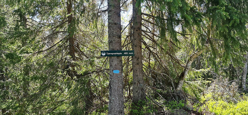 Tjæregrashøgda