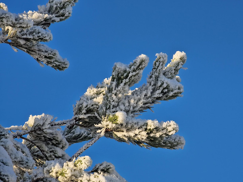 Snø på trær kan være vakkert