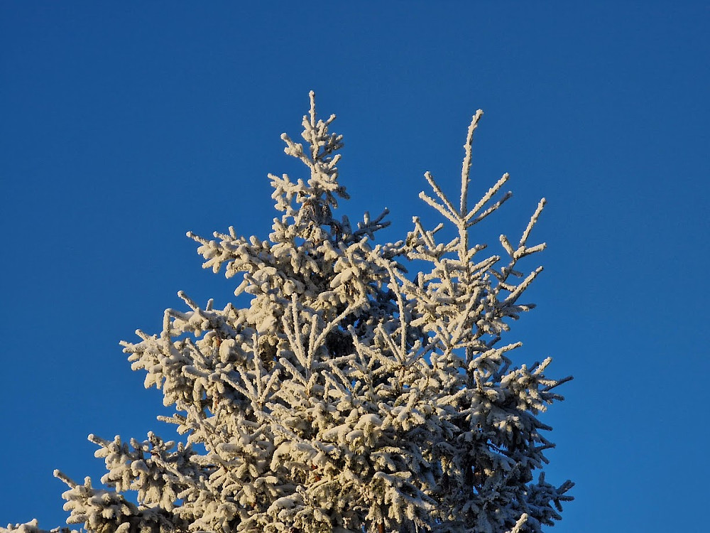 Snø på trær kan være vakkert
