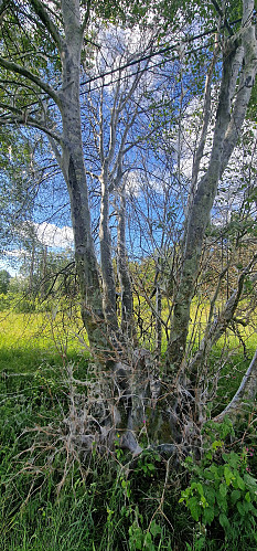 Heggemøll