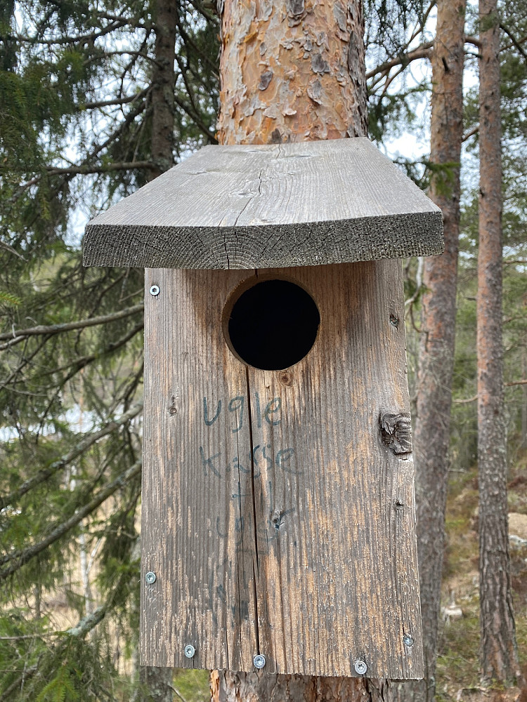 Bubo scandiacus