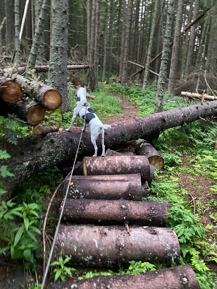 Ny brukonstruksjon