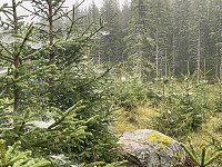 Garm_20230909_64fc61761c582.jpeg