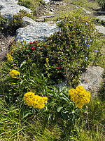 Garm_20240720_669b7e2eefc1f.jpg