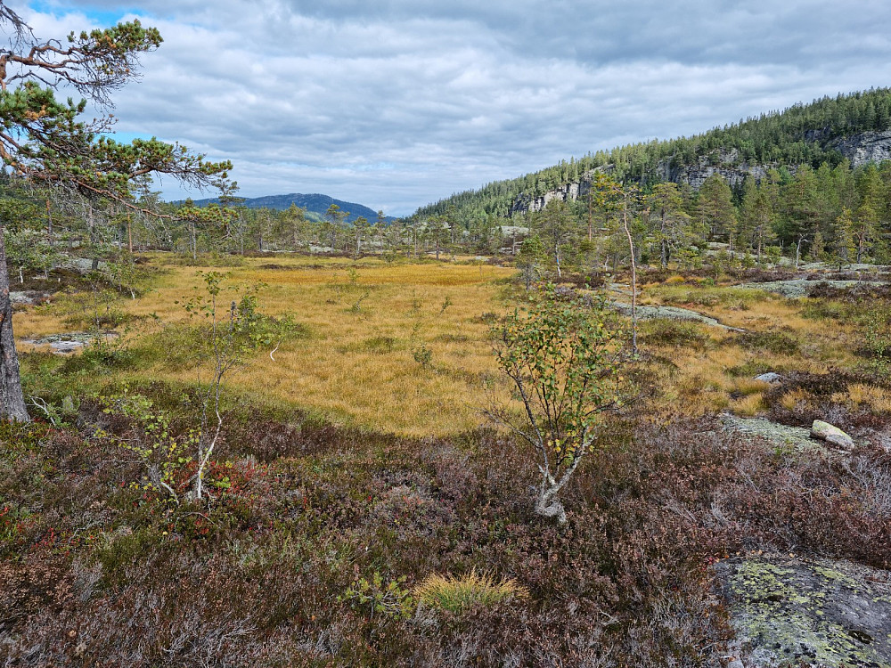 Fin høstlig myr