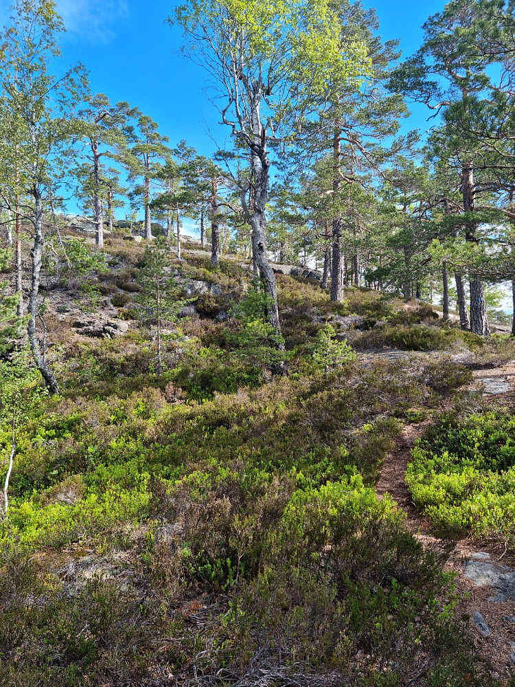 Stien går fint oppover bergene her