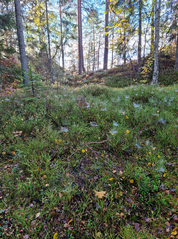 Mye spindelvev. Tøft å se