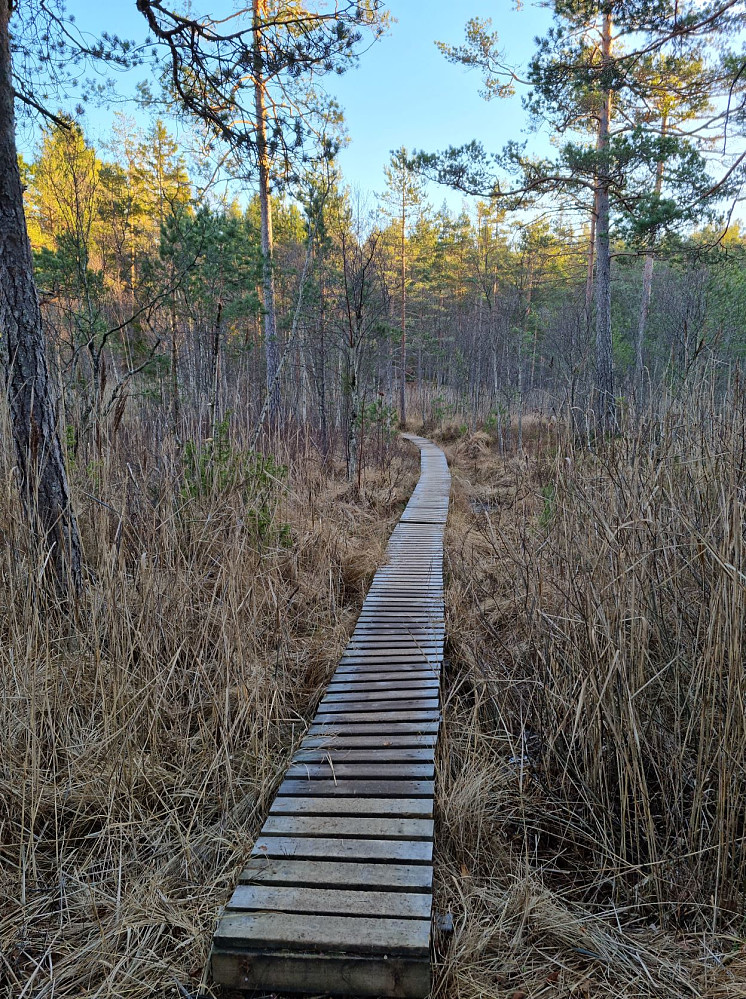 Området ved Trytetjern er stedvis vått. Turlaget har laget klopper å gå på. Takk for det!