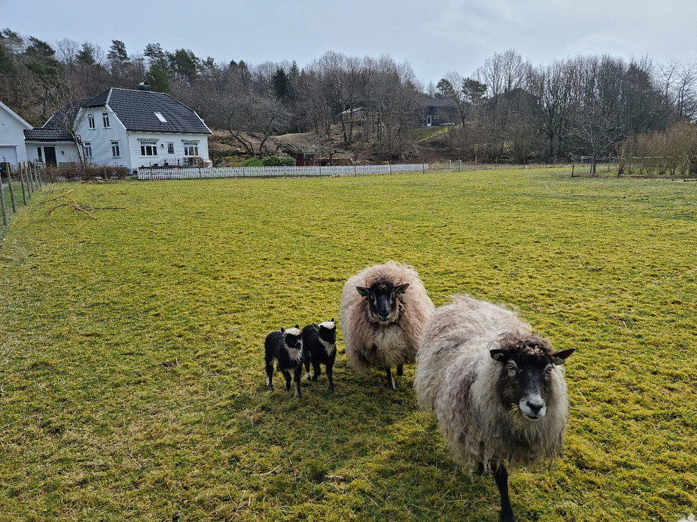 Sauer og lam på beite