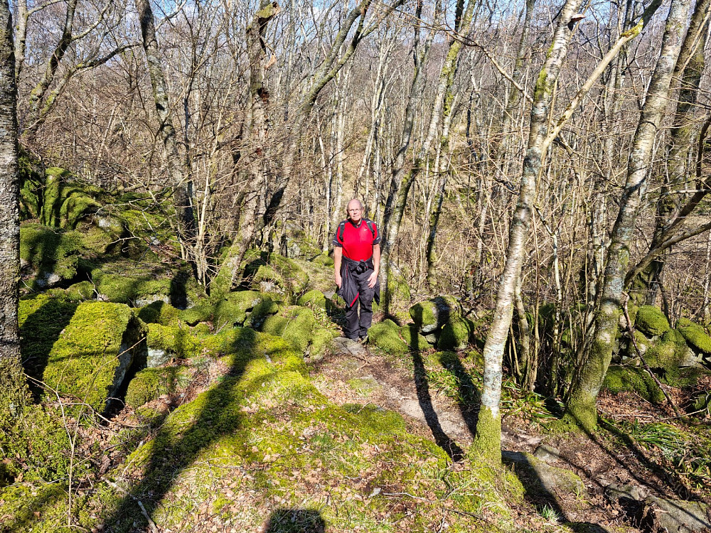 Gammel skog